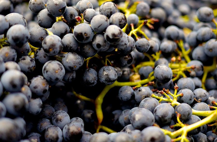 Same Grape, Different Wines