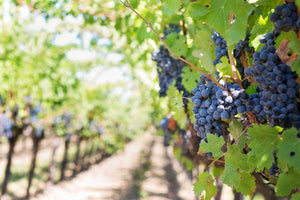 The Oldest Known Wine Cellar & Winery